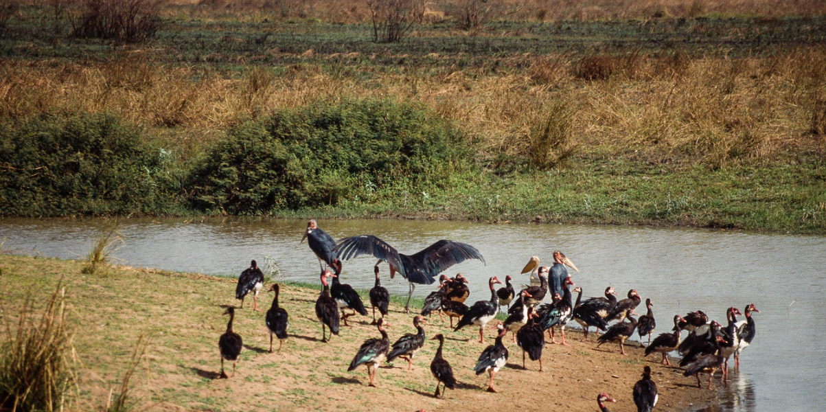 Manovo-Gounda St. Floris National Park, Bamingui-Bangoran Prefecture (Northeast), Central African Republic